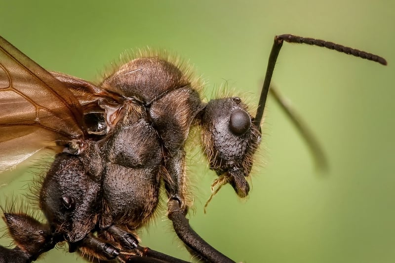 Ants