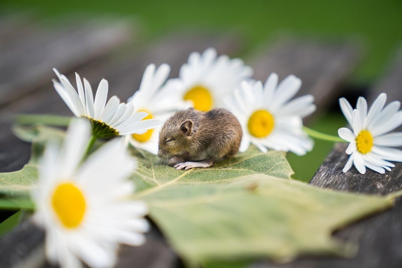 Mouse